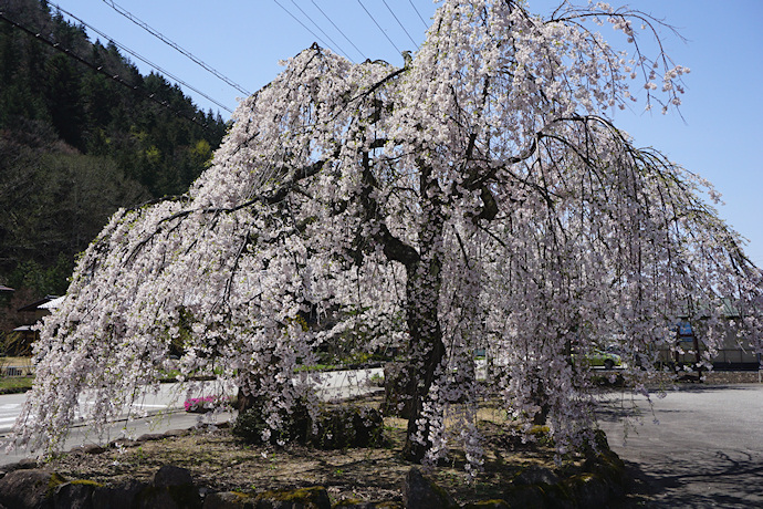 万石公民館の枝垂れ桜