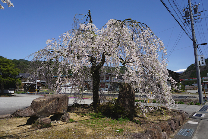 万石公民館の枝垂れ桜