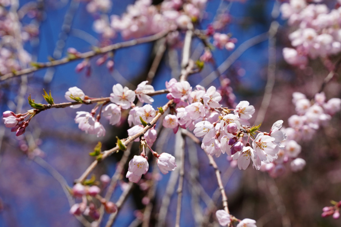 森山神社のしだれ桜