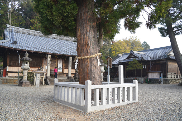 村国神社拝殿とご神木のスギ