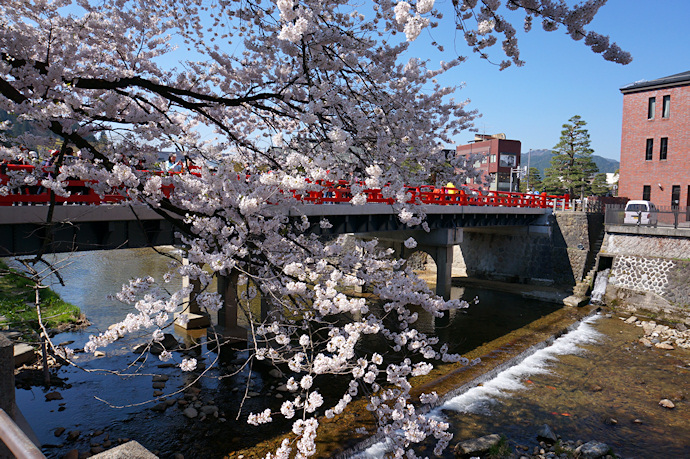 高山市　中橋周辺の桜