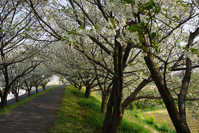 境川堤防の高桑星桜の桜並木