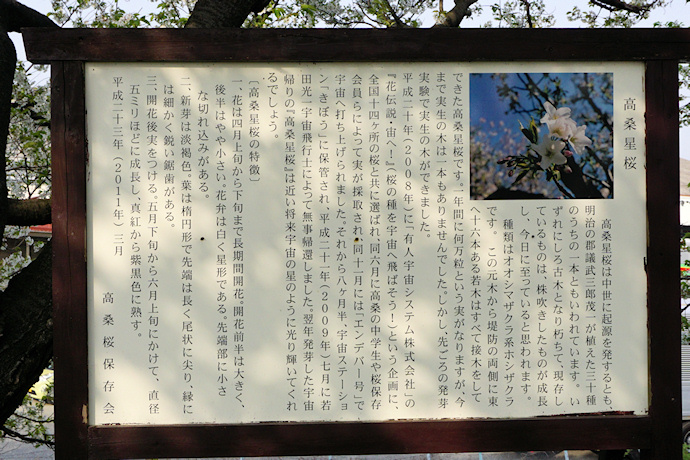 高桑星桜の説明板