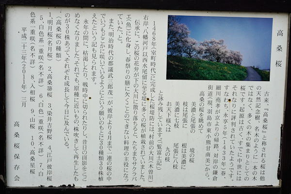 高桑桜の説明板