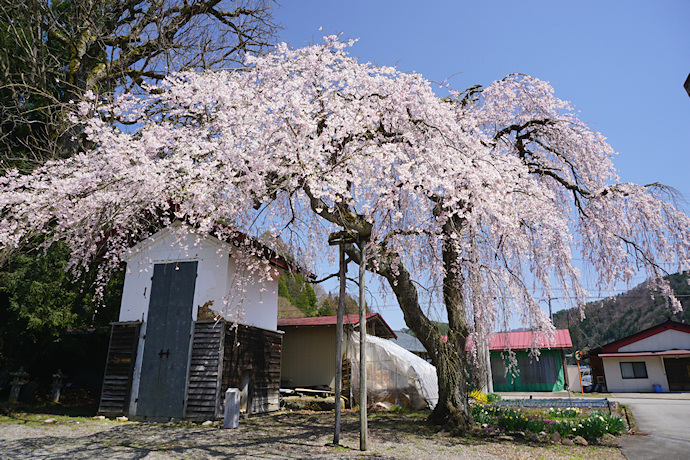 立岩神社の枝垂れ桜