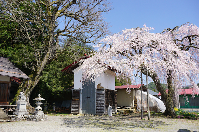 立岩神社の枝垂れ桜