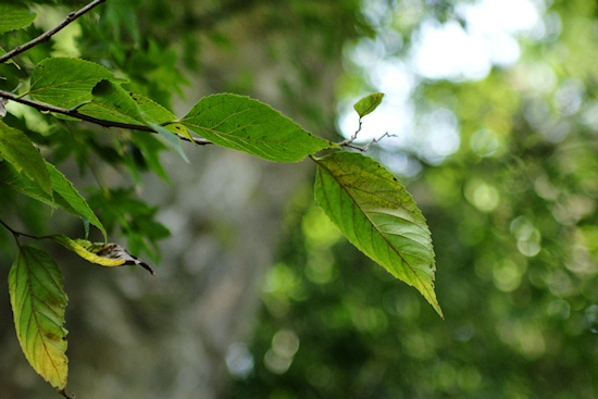 津島神社のムクノキの葉