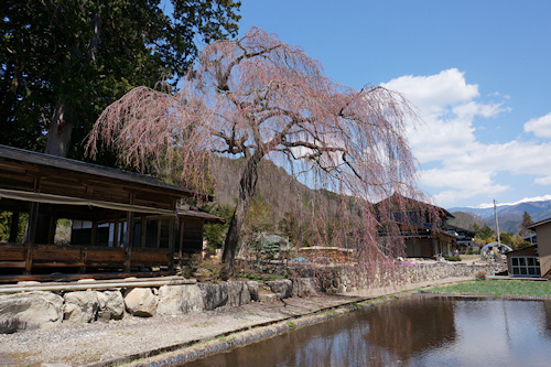 青屋神明神社の枝垂れ桜
