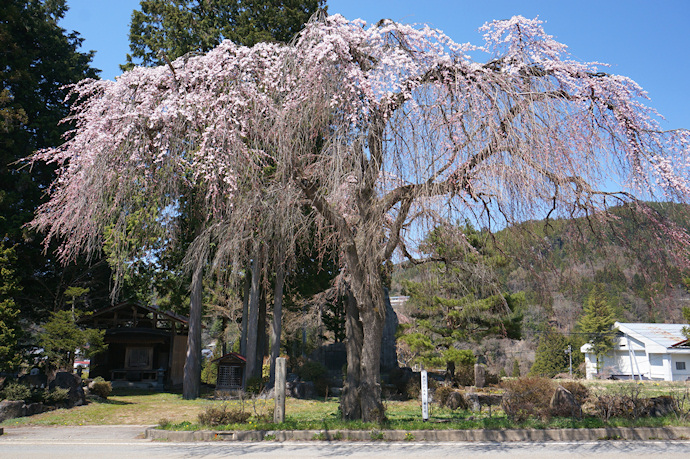 薬師堂の枝垂れ桜