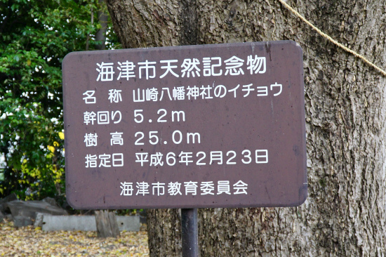 山崎八幡神社のイチョウ説明板