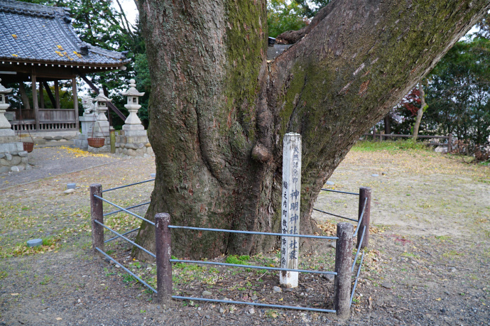 四郷神明神社のムクノキ