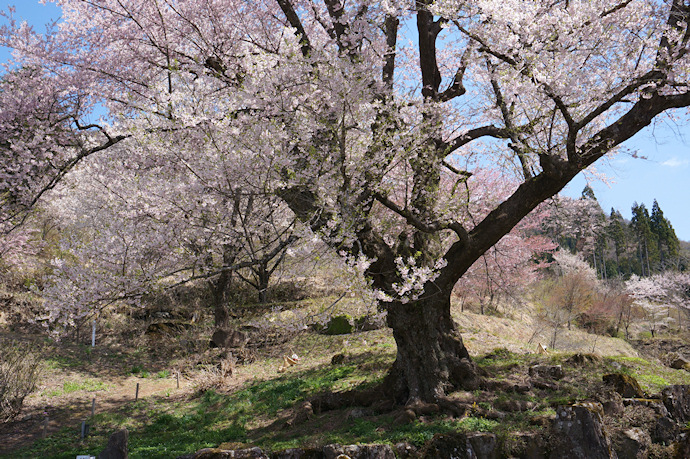 善勝寺の桜