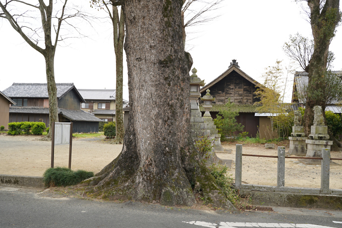 江島神社のクスノキ