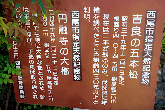 吉良の五本松、円融寺の大梛の説明板