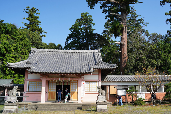 平井八幡神社拝殿と大スギ