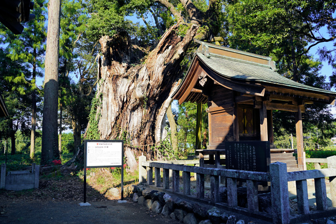 日吉神社の大クス