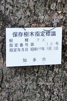 知多市保存樹木12号