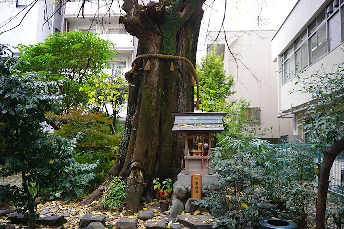 金明竜神社のムクノキ