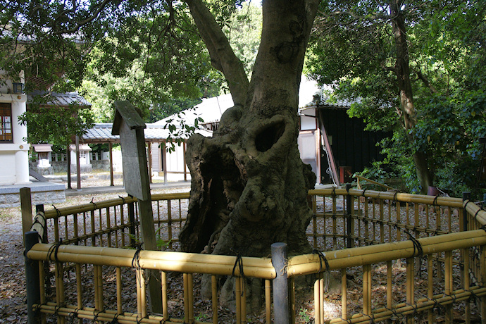 草木八幡神社のヤマモモ