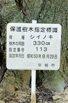 市保護樹木標識・シイノキ