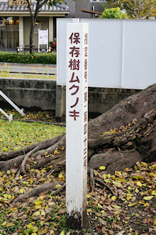 市保存樹標柱