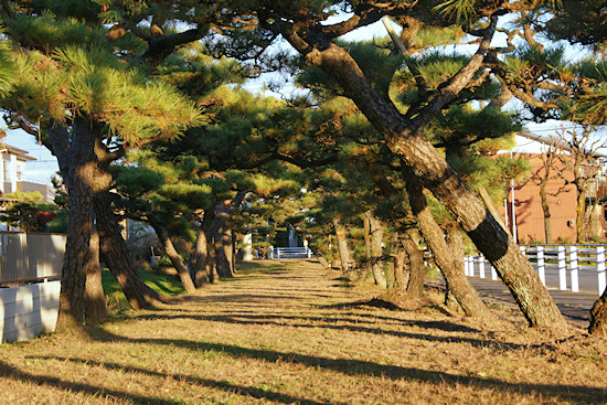 鞆江神社参道の松並木