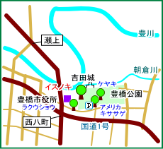 豊橋公園のイスノキ　マップ