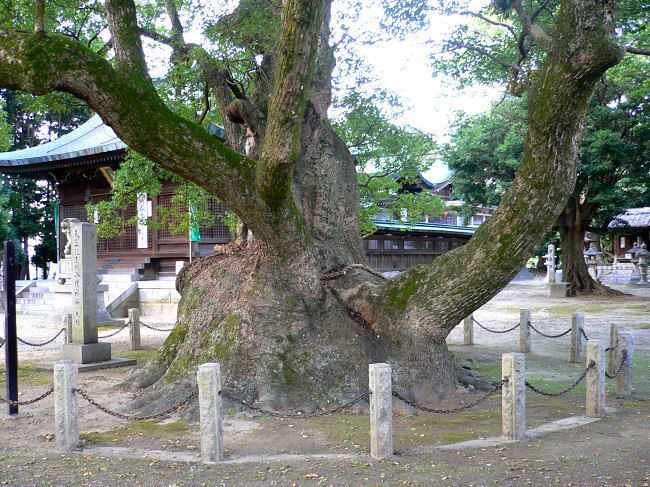 八柱神社の樟