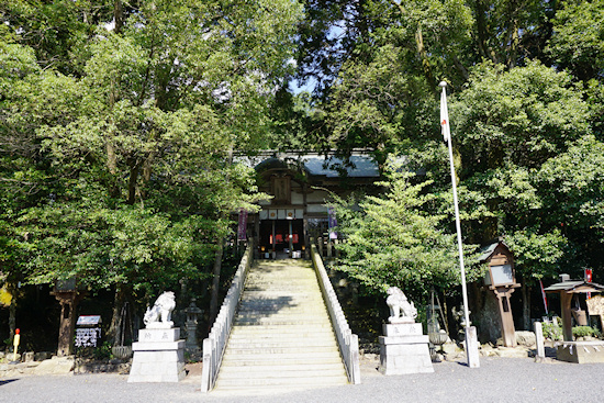 敢国神社のスギ
