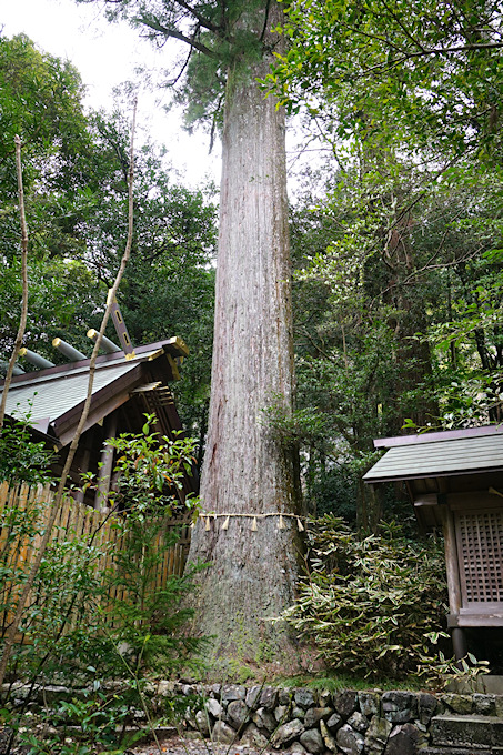 相賀神社のスギ