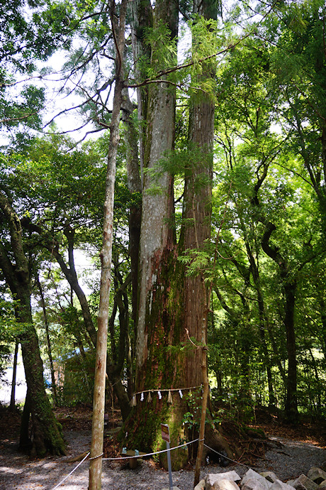 飛鳥神社の四本杉