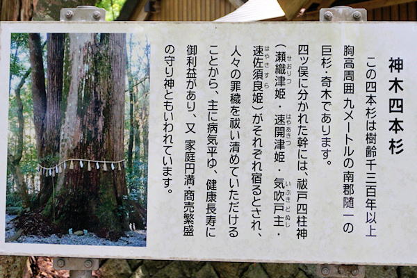 飛鳥神社の四本杉説明板