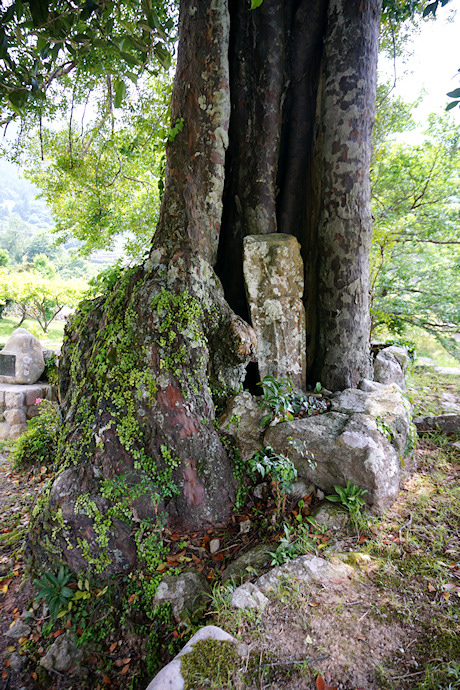 長全寺のナギの木