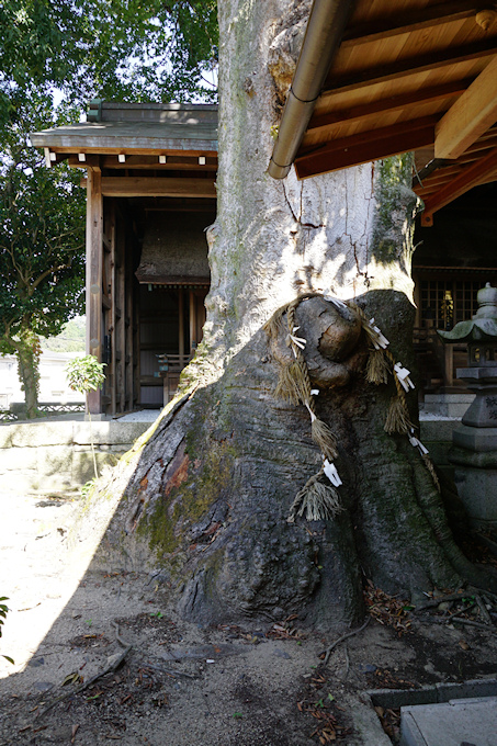 府中神社のケヤキ