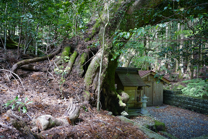 石神神社のクスノキ