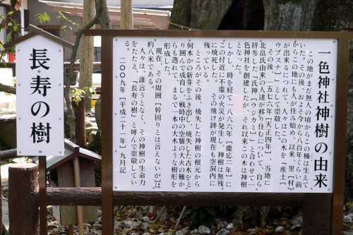 一色神社の長寿の樹　説明板