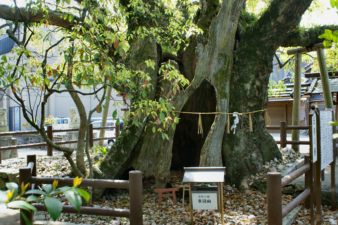 一色神社の長寿の樹