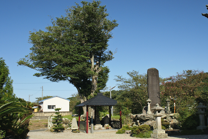 成福寺のイスノキ