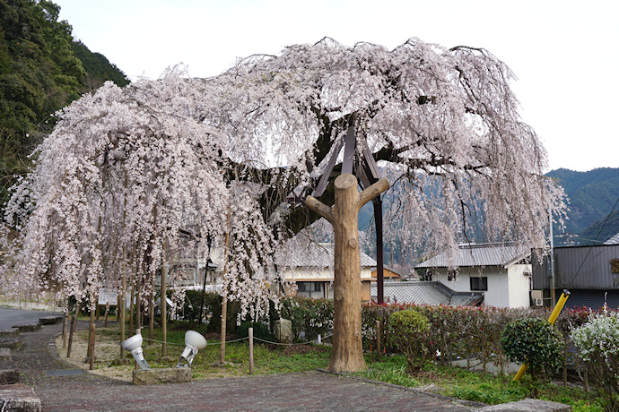柏崎支所の枝垂れ桜