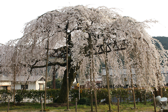 柏崎支所の枝垂れ桜