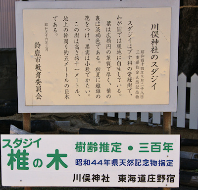 川俣神社のスダジイ説明板