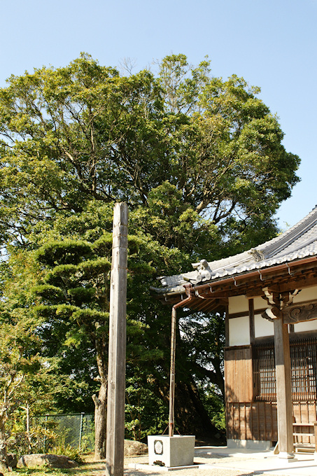 高徳寺のカゴノキ