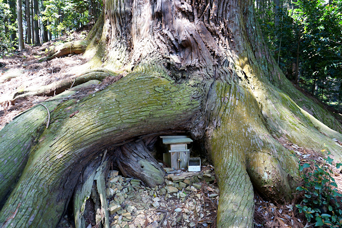黒瀧神社の夫婦杉