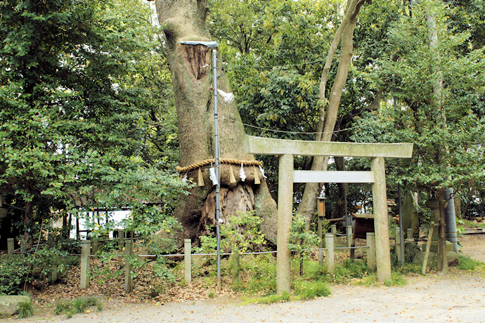 松阪神社の長寿樟