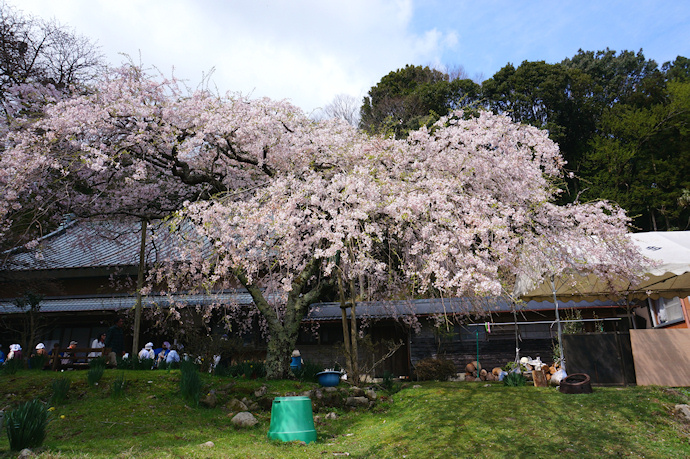 真福院の枝垂れ桜