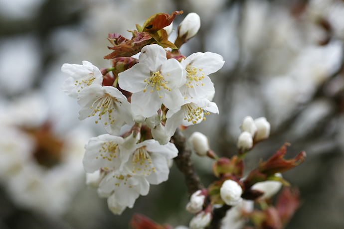 三多気の桜（ヤマザクラ）