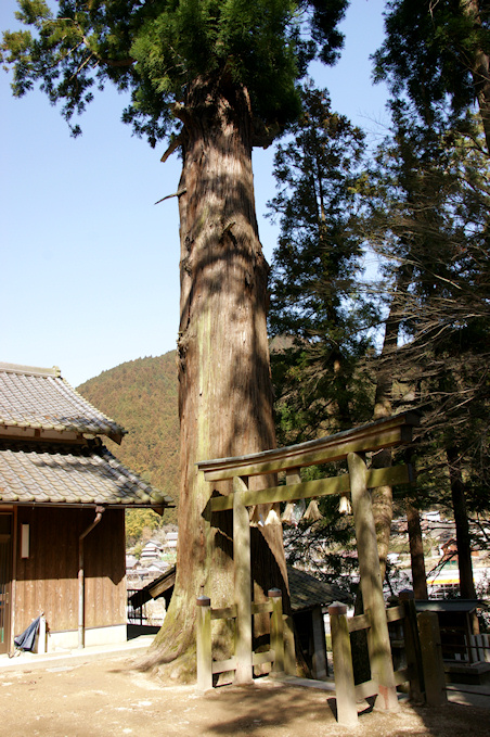 長瀬国津神社のスギ