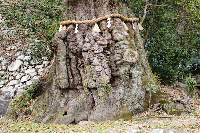 長島神社のクスノキ