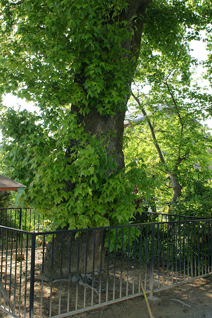 西村廣休宅跡のフウ樹