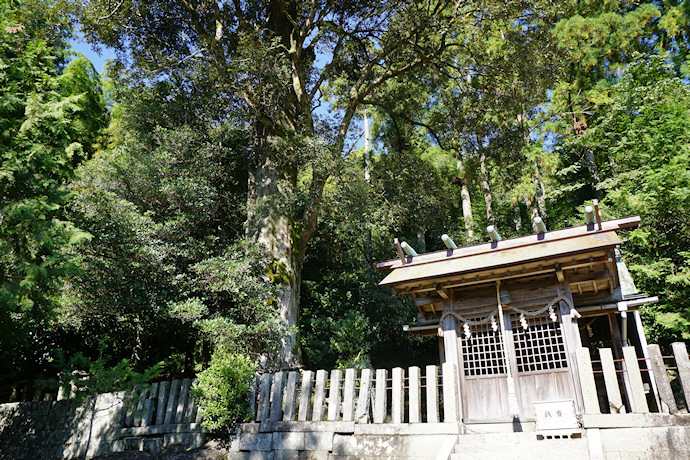 相野谷神社のイチイガシ